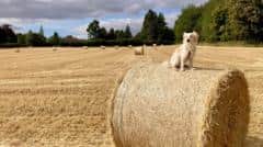 Your photos: Dogs balancing on hay bales while West Midlands swelters — Wolverhampton news photo