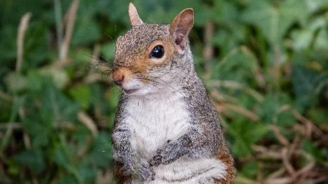 Wildlife spotted in Wednesfield during sunny weather — Wednesfield news photo