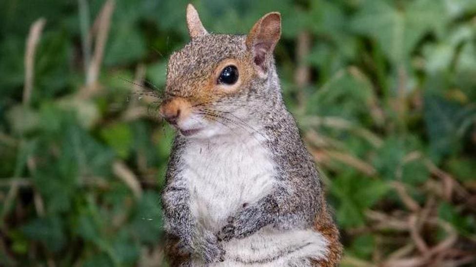Wildlife spotted in Wednesfield during sunny weather — Wolverhampton news photo (BBC Birmingham & Black Country)