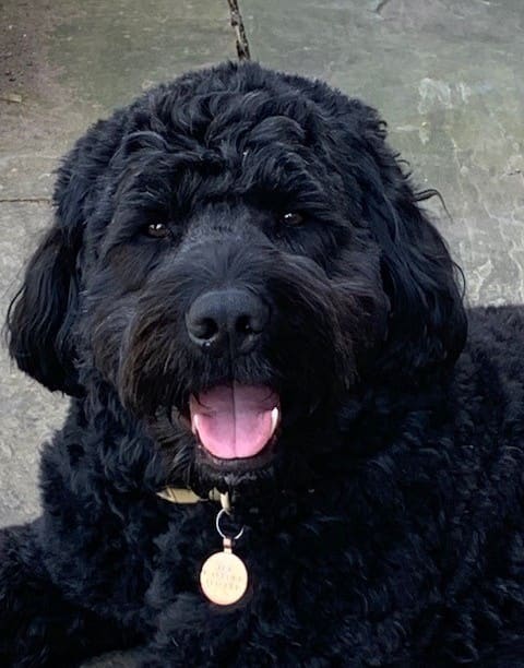 New safety measure to be introduced for dogs under city’s updated Public Spaces Protection Order — Wolverhampton news photo (Wolverhampton City Council)