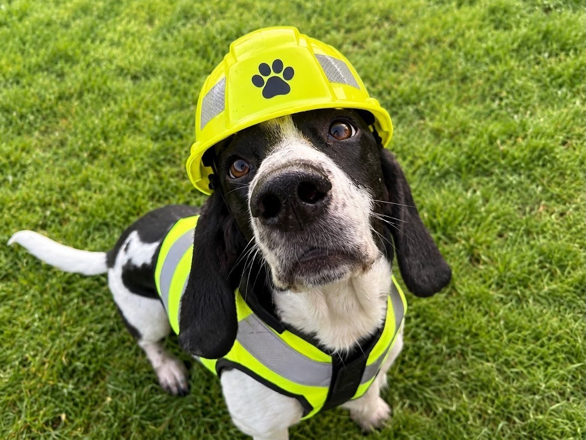 A dog wearing a hard hat and high-visibility jacket in a photograph supplied for the refurbishment announcement